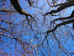 trees against a bright blue spring sky