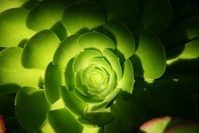 green succulent plant, houseleek