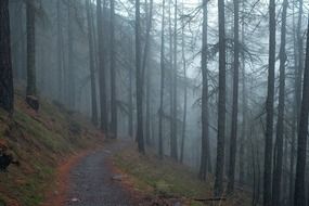 pathway in dark forest dramatic view