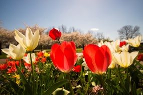 expanded tuplip flowers