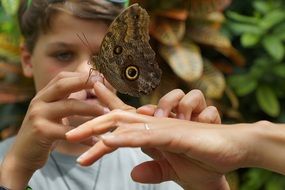 Butterfly on the child's hand