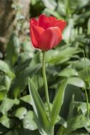 red tulip in spring