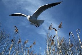 seagull flying in sky