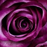 dark purple rose closeup