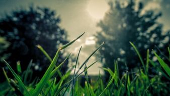 romantic summer grass in field close-up