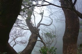 bottom view of tree tops in mist, woodland