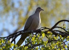 grey dove sits on a spring tree branch