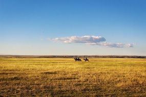 landscape of horse riding on a rural field
