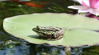 green frog on the water lily leaf
