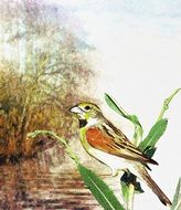 backdrop colorful bird drawing