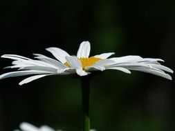 White and yellow margerite flower