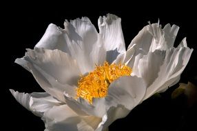anemone giverny flower