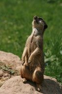 nature animal meerkat