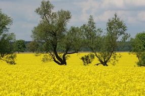 A lot of yellow flowers on the field