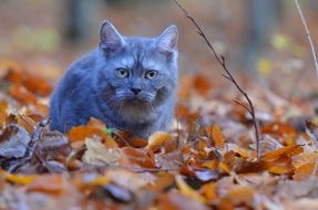gray purebred cat on autumn foliage in the forest