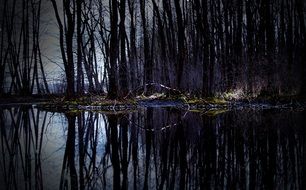 forest in Budejovice, Czech Republic