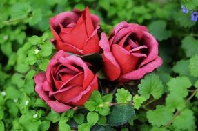 three red roses among greenery