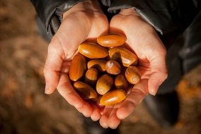 cleaned acorns in the hands