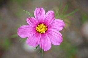Flower with pink petals