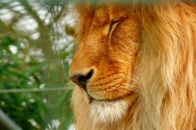 beautiful lion