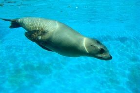 sea lion swimming underwater view