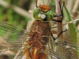 Macro photo of dragonfly in Friesland