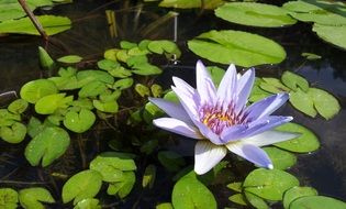 Beautiful and colorful lotus plant in the pond