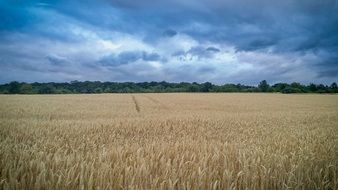 huge field of wheat