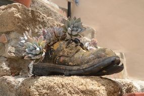 plant in the shoe on the stones close up