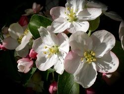 White apple flowers blossom
