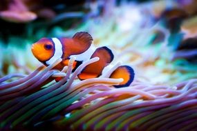 clownfish in the underwater world