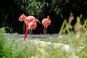 flamingo on the grass
