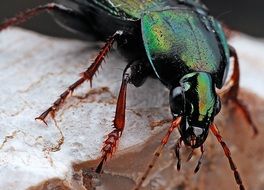 black beetle with a cast on a stone close up