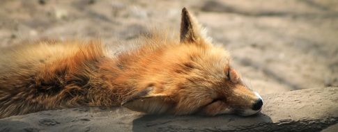 sunny red fox laying in lazy mood