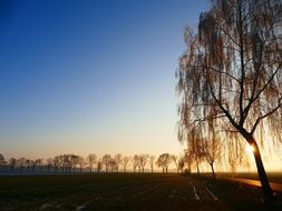 Lonely trees and a field in the sunlight at dusk