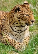 portrait of a big leopard on green grass