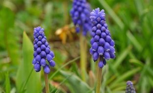 spring purple flowers on a blurred background