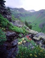wildflowers mountains