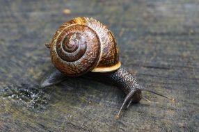 brown snail, macro