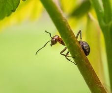 ant on a thick green stalk