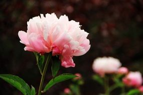 bush of pink peony in the flowerbed in the garden