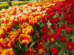 orange and red tulips on display in Amsterdam