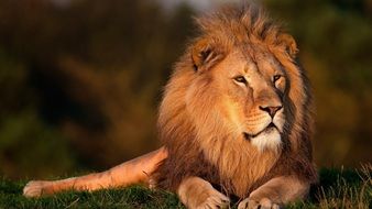 A lion lies on the green grass at dusk