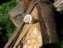 Snail on a tree in the forest