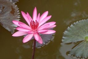 pink waterlily flower