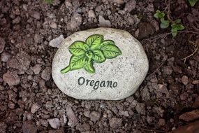 garden stone oregano
