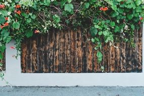 green shoots of a plant on a wooden fence