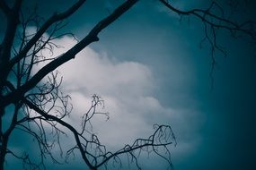 Beautiful branch silhouettes at blue sky with white clouds background