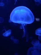 a large flock of jellyfish in the dark sea