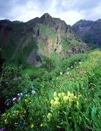 blooming wildflowers on the mountain